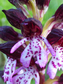 Orchis purpurea